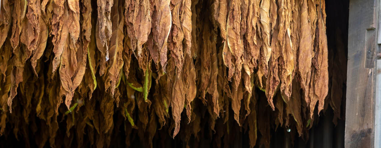 Here the harvested tobacco is drying in a barn